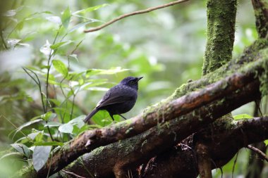 Ardıç kuşu (Myophonus melanurus) Mt.Kerinci, Sumatra, Endonezya ıslık parlak