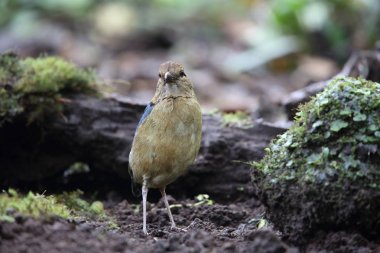 Schneider'ın pide (Hydrornis schneideri) Mt.Kerinci, Sumatra, Endonezya