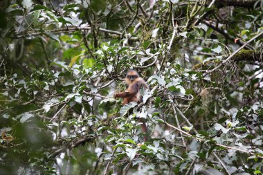 Sumatra surili (Presbytis melalophos) Mt.Kerinci, Sumatra, Endonezya 
