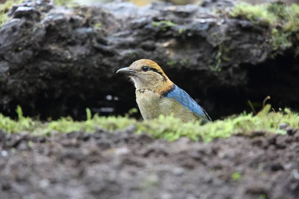 Schneider'ın pide (Hydrornis schneideri) Mt.Kerinci, Sumatra, Endonezya