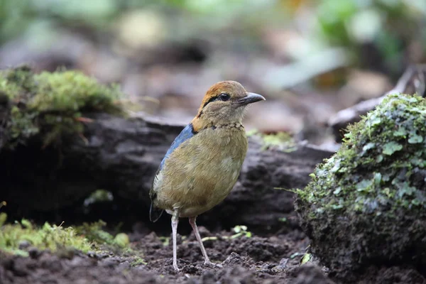 Schneider'ın pide (Hydrornis schneideri) Mt.Kerinci, Sumatra, Endonezya