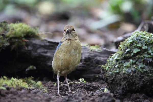 Schneider'ın pide (Hydrornis schneideri) Mt.Kerinci, Sumatra, Endonezya