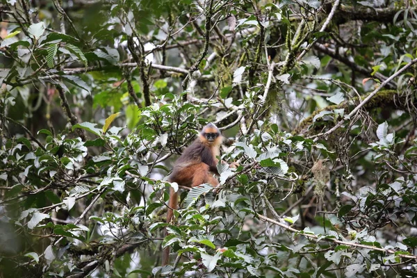 Sumatran surili (Presbytis melalophos) in Mt.Kerinci, Sumatra, Indonesia — Stock Photo, Image