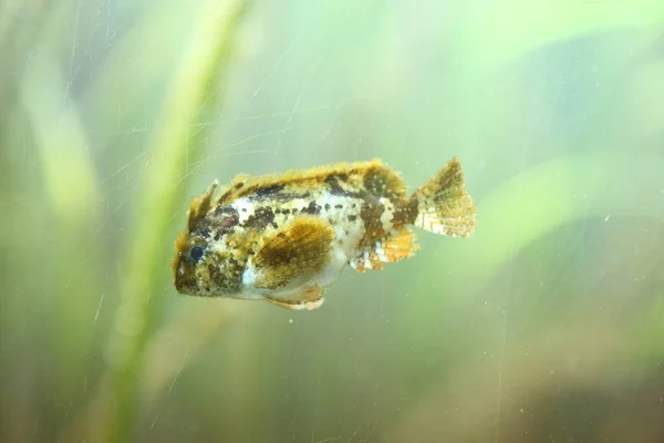 Peixe-vermelho (Paracentropogon rubripinnis) no Japão — Fotografia de Stock