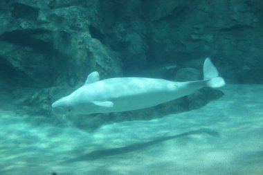 Beyaz balina (Delphinapterus leucas)