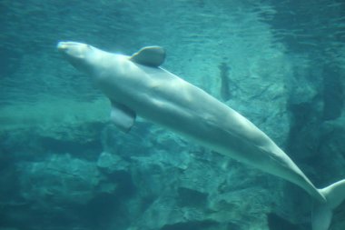 Beyaz balina (Delphinapterus leucas)