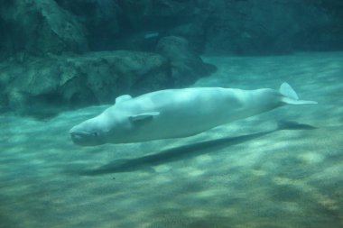 Beyaz balina (Delphinapterus leucas)