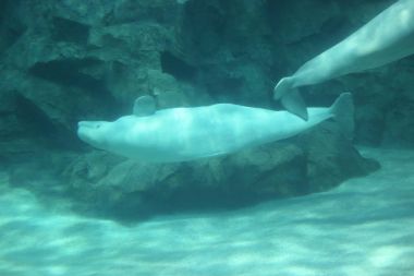 Beyaz balina (Delphinapterus leucas)