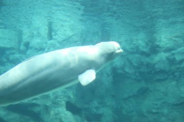 Beyaz balina (Delphinapterus leucas)