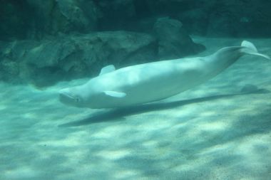 Beyaz balina (Delphinapterus leucas)