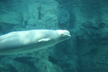 Beyaz balina (Delphinapterus leucas)