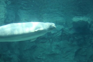 Beyaz balina (Delphinapterus leucas)