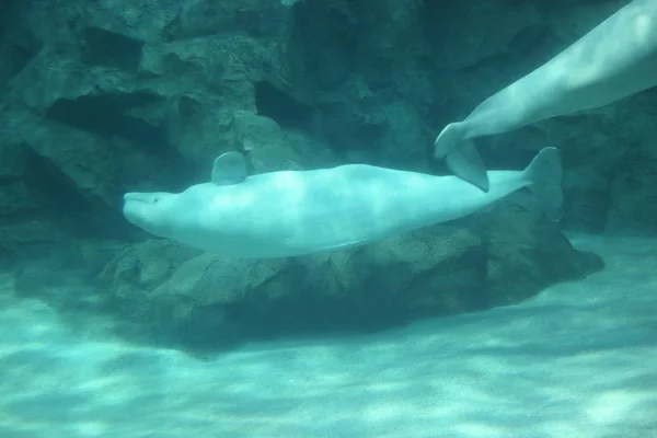 Baleia Beluga Delphinapterus Leucas — Fotografia de Stock