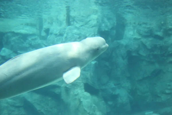 Beluga Velryba Delphinapterus Carcharhinus — Stock fotografie