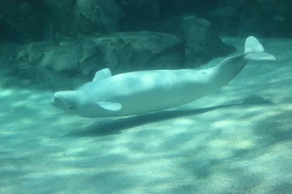 Beluga Velryba Delphinapterus Carcharhinus — Stock fotografie