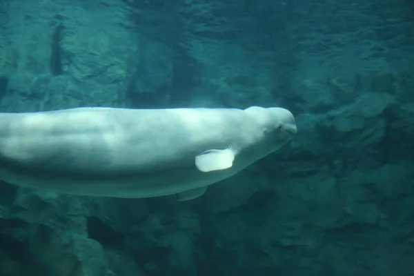 Beluga Velryba Delphinapterus Carcharhinus — Stock fotografie