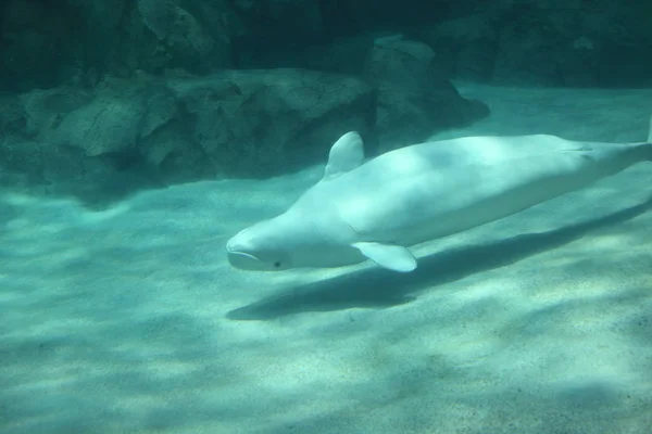 Beluga Velryba Delphinapterus Carcharhinus — Stock fotografie