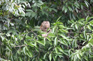 Yengeç yiyen makak (Macaca fascicularis) Khao Yai Milli Parkı, Tayland