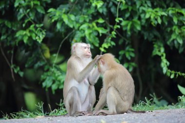 Yengeç yiyen makak (Macaca fascicularis) Khao Yai Milli Parkı, Tayland