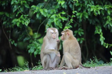 Yengeç yiyen makak (Macaca fascicularis) Khao Yai Milli Parkı, Tayland