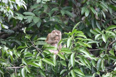 Yengeç yiyen makak (Macaca fascicularis) Khao Yai Milli Parkı, Tayland