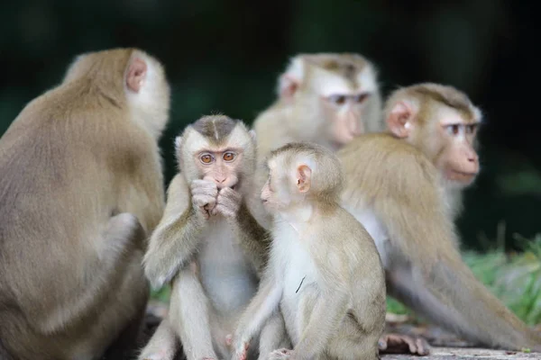 Monyet pemakan kepiting (Macaca fascicularis) di Taman Nasional Khao Yai, Thailand — Stok Foto