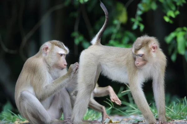 Yengeç yiyen makak (Macaca fascicularis) Khao Yai Milli Parkı, Tayland