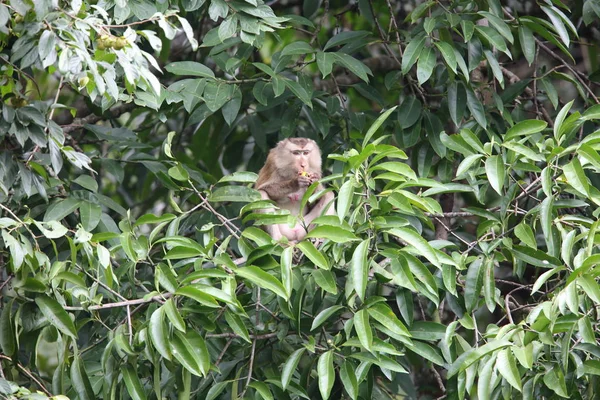 Crab-eating macaque (Macaca fascicularis) in Khao Yai National Park, Thailand — Stock Photo, Image