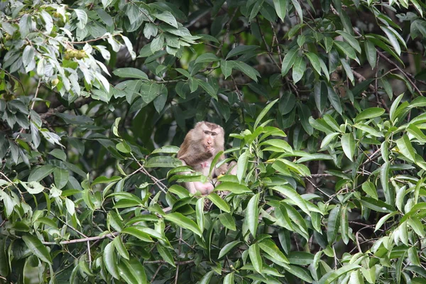 Crab-eating macaque (Macaca fascicularis) in Khao Yai National Park, Thailand — Stock Photo, Image