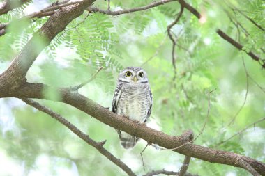 Benekli owlet (Athene brama) Khao Yai Milli Parkı, Tayland