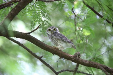 Benekli owlet (Athene brama) Khao Yai Milli Parkı, Tayland
