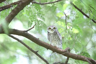 Benekli owlet (Athene brama) Khao Yai Milli Parkı, Tayland