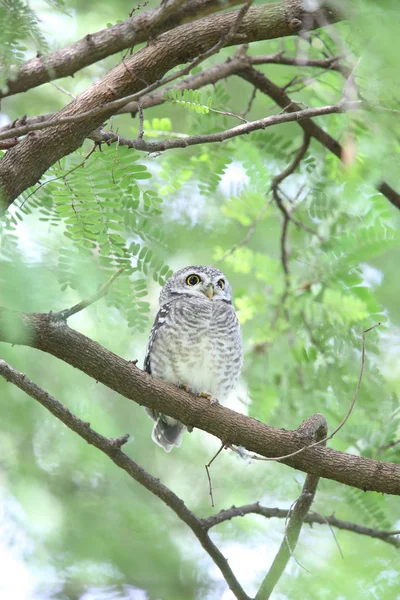 Gufo maculato (Athene brama) nel Parco Nazionale di Khao Yai, Thailandia — Foto Stock