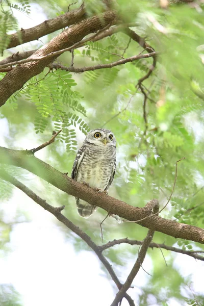 Spotted owlet (Athene brama) in Khao Yai National Park, Thailand — Stock Photo, Image