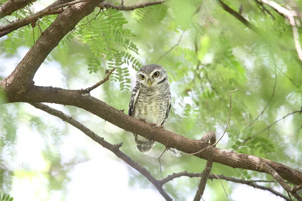 Spotted owlet (Athene brama) in Khao Yai National Park, Thailand — Stock Photo, Image