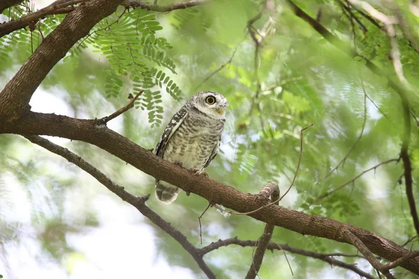 Gevlekte owlet (Athene brama) in Khao Yai nationaal Park, Thailand — Stockfoto