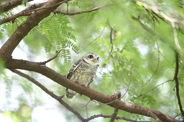 カオヤイ国立公園タイで斑点を付けられたオウレット (アテネ実際に brama) — ストック写真