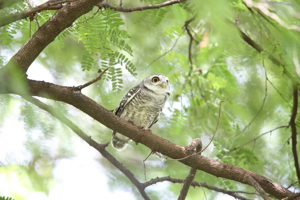 Spotted owlet (Athene brama) in Khao Yai National Park, Thailand — Stock Photo, Image