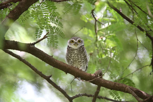 Spotted owlet (Athene brama) in Khao Yai National Park, Thailand — Stock Photo, Image
