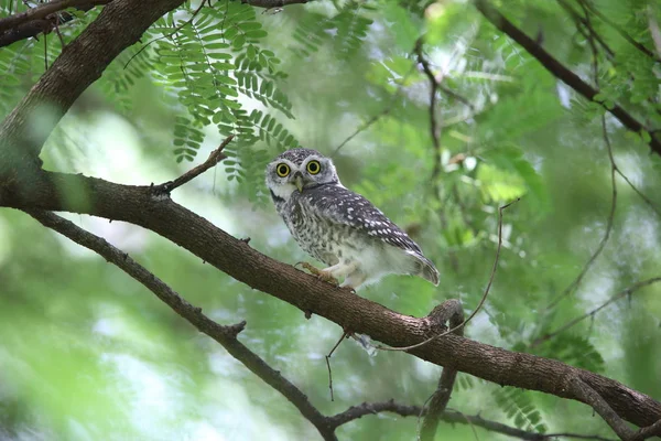 Spotted owlet (Athene brama) in Khao Yai National Park, Thailand — Stock Photo, Image