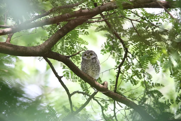 Spotted owlet (Athene brama) in Khao Yai National Park, Thailand — Stock Photo, Image