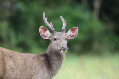 Sambar geyiği (Cervus tek renkli) Khao Yai Milli Parkı, Tayland  