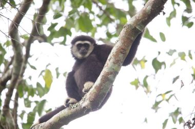 Lar jibon veya beyaz kişili jibon (Hylobates lar) Khao Yai Milli Parkı, Tayland
