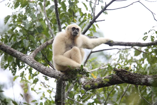 Gibbone di Lar o gibbon dalle mani bianche (Hylobates lar) nel Parco Nazionale di Khao Yai, Thailandia — Foto Stock