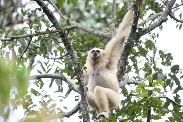 Lar jibon veya beyaz kişili jibon (Hylobates lar) Khao Yai Milli Parkı, Tayland