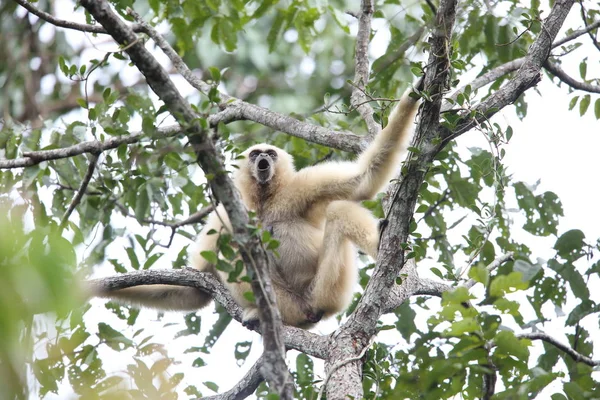 Lar jibon veya beyaz kişili jibon (Hylobates lar) Khao Yai Milli Parkı, Tayland