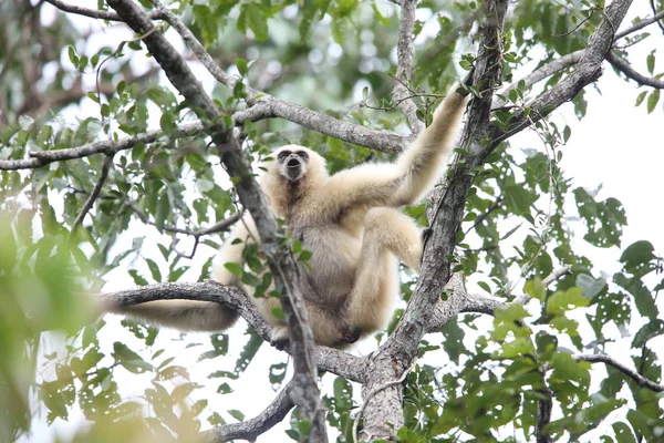 Lar gibbon or white-handed gibbon (Hylobates lar) en el Parque Nacional Khao Yai, Tailandia —  Fotos de Stock