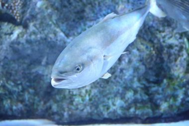 Japon amberjack veya beş-ray sarıkuyruk (Seriola quinqueradiata), Japonya