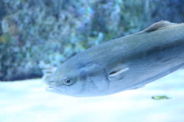 Japon amberjack veya beş-ray sarıkuyruk (Seriola quinqueradiata), Japonya