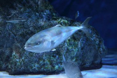 Japon amberjack veya beş-ray sarıkuyruk (Seriola quinqueradiata), Japonya